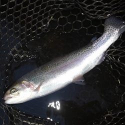 大安トラウトレイク 釣果